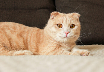 A cute Munchkin cat is relaxing on the couch