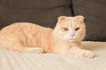 A cute Munchkin cat is relaxing on the couch
