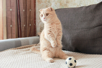 Cute red-haired Munchkin cat playing with a ball