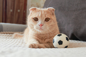 Cute red-haired Munchkin cat playing with a ball