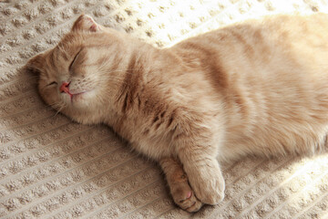 A cute Munchkin cat is relaxing on the couch