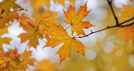 autumn maple leaves