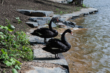 pair of black swans watching the water from a rocky pond edge