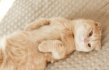 A cute Munchkin cat is relaxing on the couch