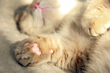 Cat's paws and nose close-up. Cute photo of a Munchkin cat