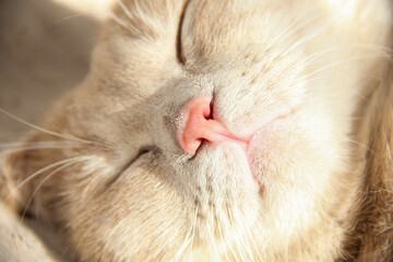 Cat's paws and nose close-up. Cute photo of a Munchkin cat