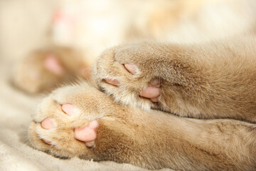 Cat's paws and nose close-up. Cute photo of a Munchkin cat