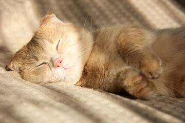 A cute Munchkin cat is relaxing on the couch