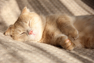 A cute Munchkin cat is relaxing on the couch