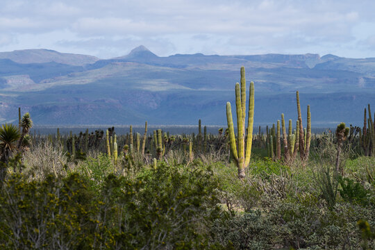 Impressive cardon cactus standing out in the desert landscape of Baja California Sur, Mexico, with mountains in the background