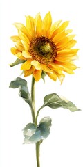 Naklejka premium Watercolor Single Sunflower with Yellow Petals and Green Leaves on White