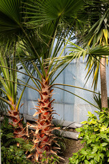 Palm Paradise Tropical Grove in the Sunlight