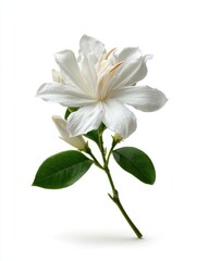 White Flower with Dew Drops and Green Leaves on White Background