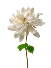 Fototapeta premium Wilting White Flower Close Up Studio Shot
