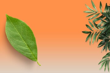 Tropical Leaves and Single Leaf on Vibrant Orange to Beige Gradient Backdrop.