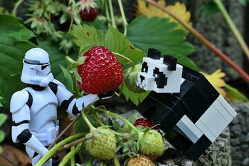 Naklejka premium Star Wars action figure of Clone trooper in white helmet and armor offering ripe red strawberry to LEGO Minecraft panda animal. Green leaves and concrete garden fittings visible in background. 