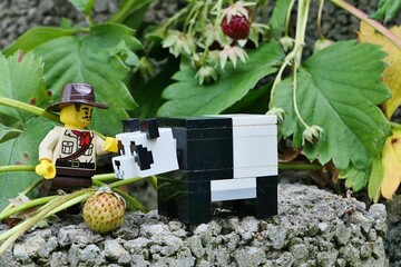 Naklejka premium LEGO City Jungle adventurer, similar to Indiana Jones character, looking on a giant LEGO Minecraft panda sniffint at green riping strawberry from strawberry plant on concrete garden fitting. 