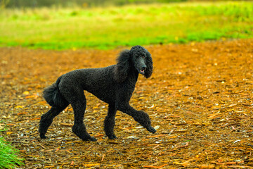 2024-11-17 A BLACK COLORED STANDARD POODLE WITH BRIGHT EYES WALKING ACROSS A OPEN SPACE AT A OFF LEASH DOG AREA IN MARYMOOR PARK IN REDMOND WASHINGTON