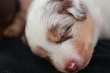 Puppy is sleeping on a black blanket