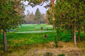 2024-09-10 SEVERAL WHITE TAIL DEER STANDING AND WALKING ON A GOLF GREEN AT THE SUN RIVER GOLD COURSE IN THE EALRY MORNING WITH A LIGHT MIST
