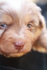 Cute puppy with a pink nose and blue eyes