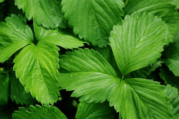 Fresh green strawberry leaves with water droplets, close-up top view. Natural background of vibrant foliage in spring or summer garden. Botanical texture for eco or organic themes.

