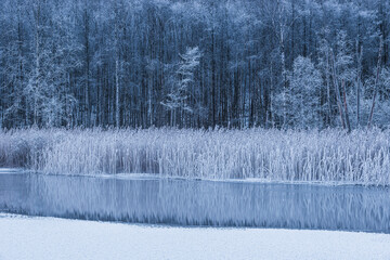 Frosty reeds lining a still river create a winter landscape in Sweden