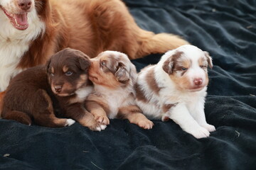 Group of puppies are laying on a black blanket