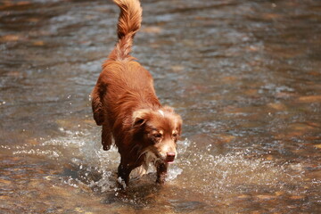 Brown dog is running through a stream of water