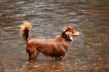 Dog is standing in a river with its tail wagging
