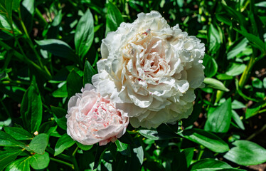 Sunken Garden White Flowers Close-up