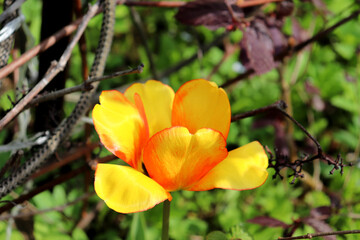 Yellow tulip flower with red streaks on petals on a flowerbed in the garden on a sunny spring day...