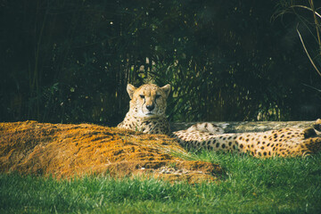 Zoo de la flèche