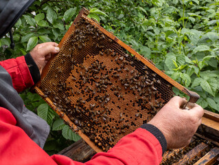 A man holding a beehive full of bees in his hands