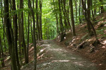 sentiero attraversa il bosco fiorito in estate