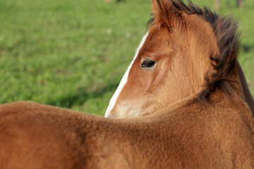 young foal peeks over its back, looking sideways. Close-up profile view in a green pasture. Symbol...