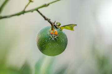 Nymph of a Harlequin bug with yellow and black spots sits a top a vibrant green lime still growing...