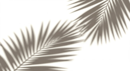 Obraz premium Palm leaf shadows cast on a white background creating a minimalist aesthetic