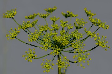 Parsnip blooming showing tiny yellow flowers and green stems