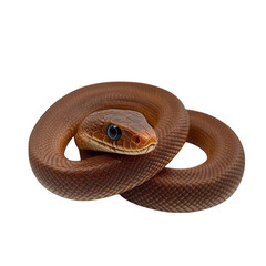 Obraz premium Coiled brown snake with visible eye and scales isolated on transparent background