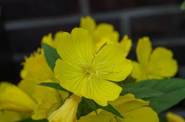 Bright yellow evening primrose blooming in garden