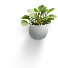 A minimalist plant arrangement in a modern pot, enhancing indoor aesthetics and promoting a calming...
