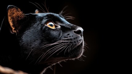 A striking close-up of a black cat looking up, capturing its curiosity and elegance. The contrast between its fur and gleaming eyes conveys a sense of mystery and allure.