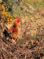 Rooster on a Sunny Hill with Wildflowers and Dry Branches
