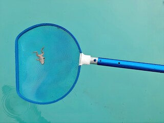 Collecting dead animals in the pool. Toads and frogs.