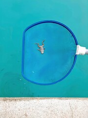 Collecting dead animals in the pool. Toads and frogs.