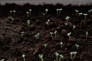 Close up of small green sprouts growing from dark fertile soil in a seed tray, representing new...