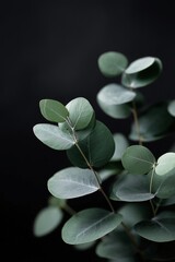 Close-up of eucalyptus leaves against a dark background. Serene and moody.