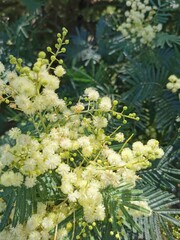 Close-Up of Blooming Mimosa Flowers (Acacia dealbata)