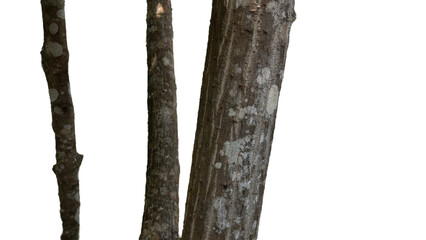 Naklejka premium tree trunk isolated on white background